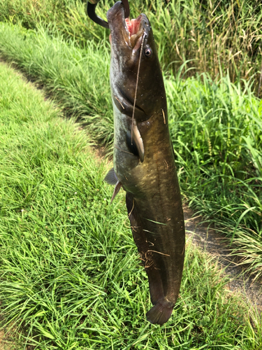 ナマズの釣果