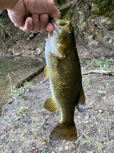 スモールマウスバスの釣果