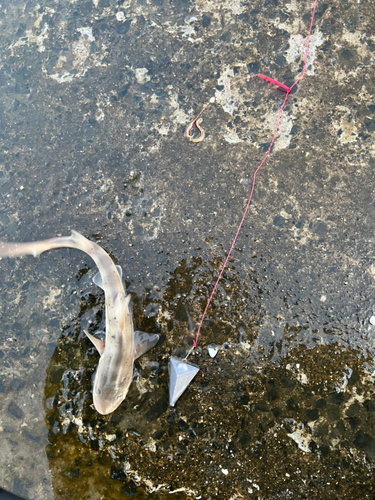 サメの釣果