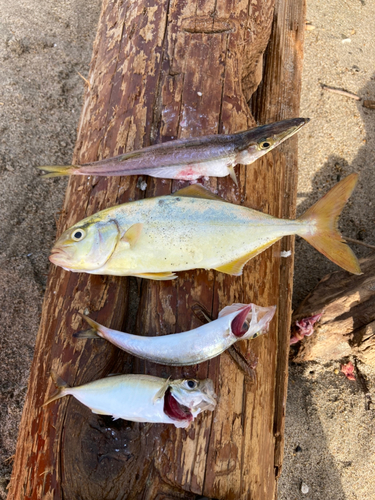 ショゴの釣果