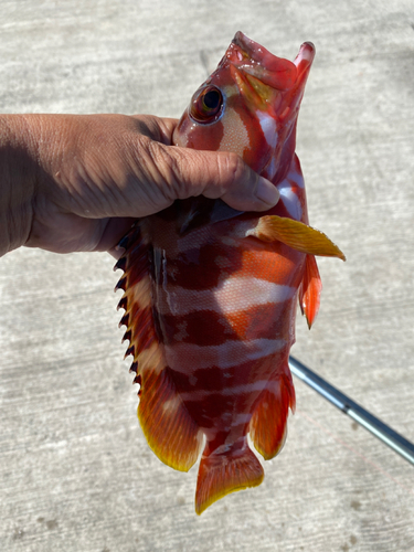 アカハタの釣果