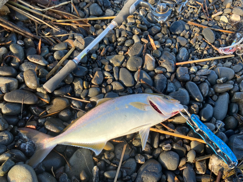 ショゴの釣果