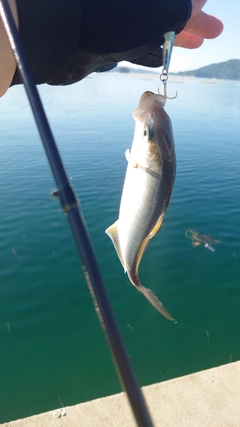 ショッコの釣果