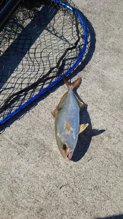 ショッコの釣果