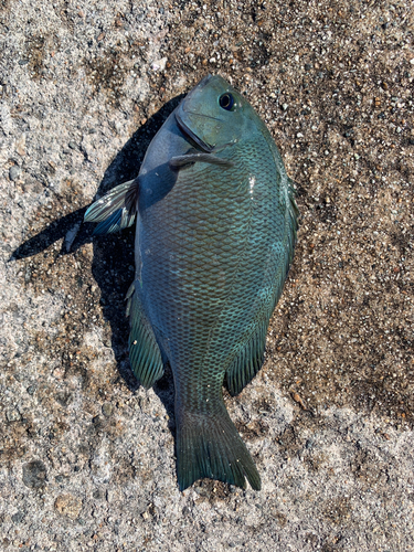 グレの釣果