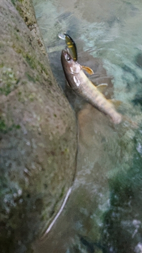 イワナの釣果