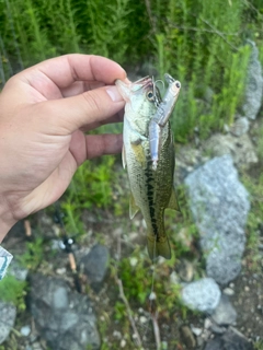 ブラックバスの釣果