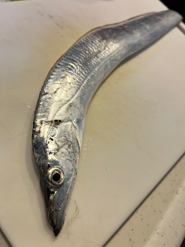 タチウオの釣果