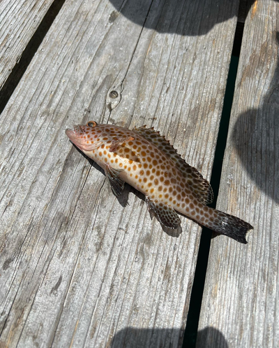 オオモンハタの釣果