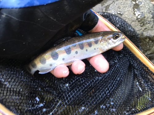 ヤマメの釣果