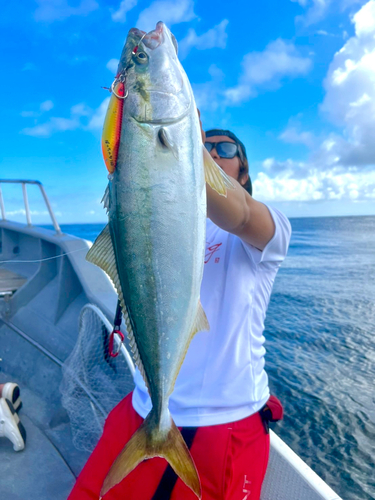 ブリの釣果