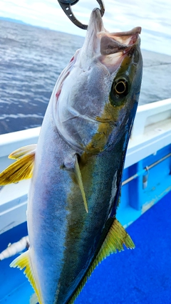 ヒラマサの釣果