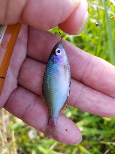 タナゴの釣果