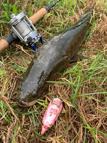 ライギョの釣果