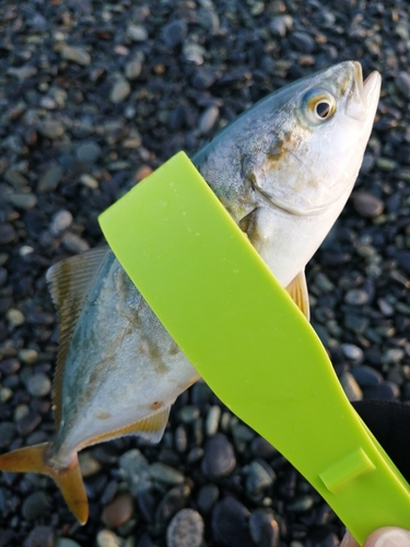 ワカシの釣果