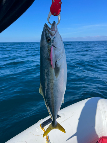 イナダの釣果