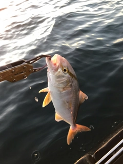 ショゴの釣果