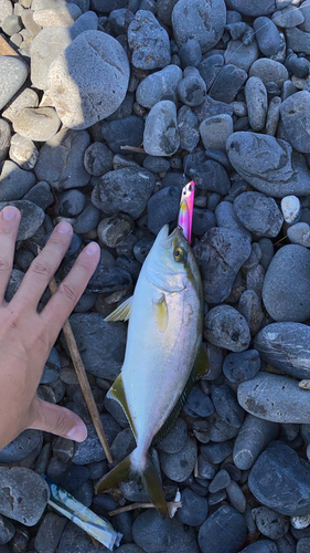 ショゴの釣果