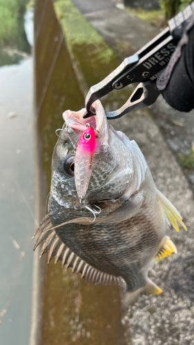 キビレの釣果