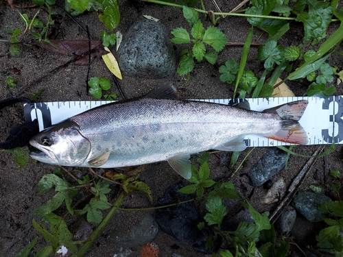 ヤマメの釣果