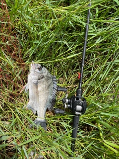 キビレの釣果