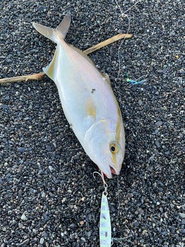 ショゴの釣果