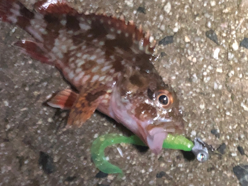 カサゴの釣果