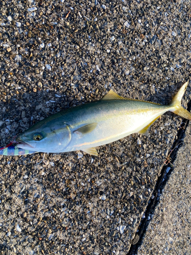 イナダの釣果