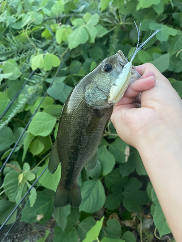 ブラックバスの釣果