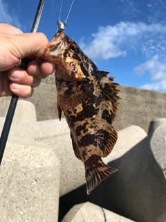 タケノコメバルの釣果