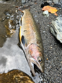 イワナの釣果