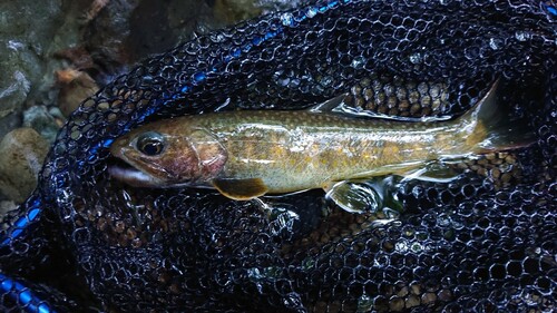 イワナの釣果