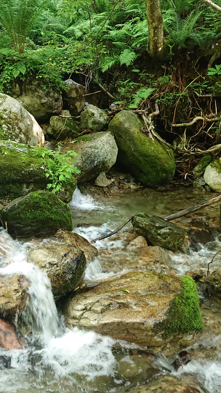 イワナ