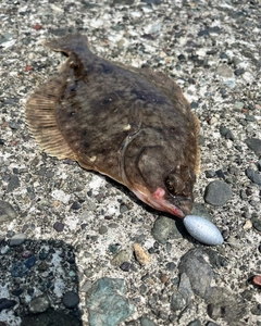 カレイの釣果