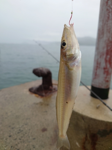 キスの釣果