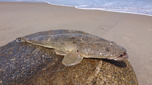 マゴチの釣果