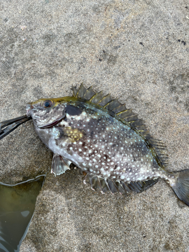 アイゴの釣果