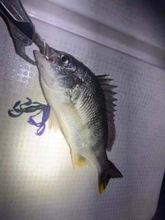 キビレの釣果