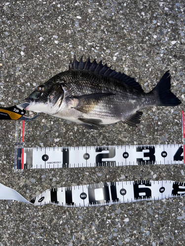 クロダイの釣果