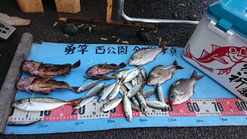 アジの釣果