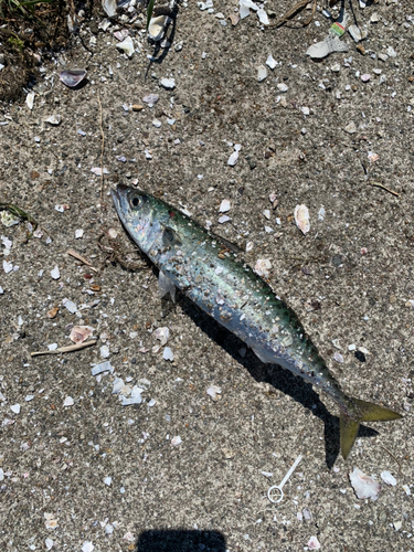 サバの釣果