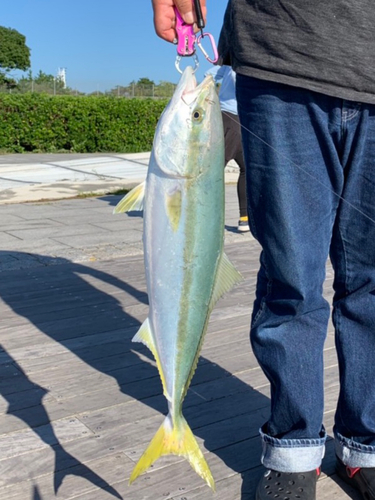 ワラサの釣果