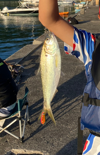 コノシロの釣果