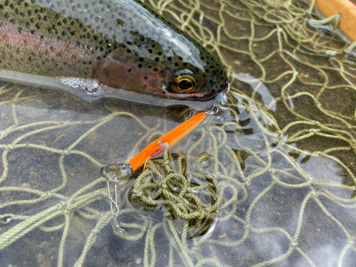 ニジマスの釣果