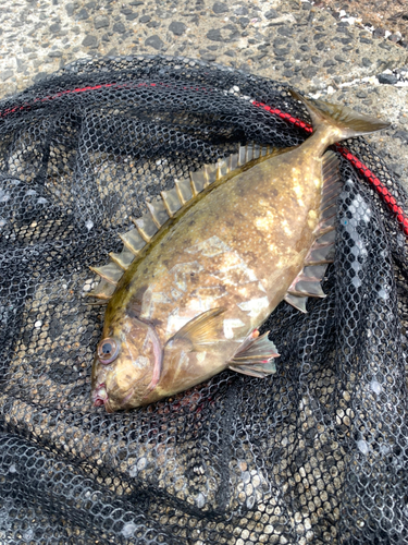 アイゴの釣果