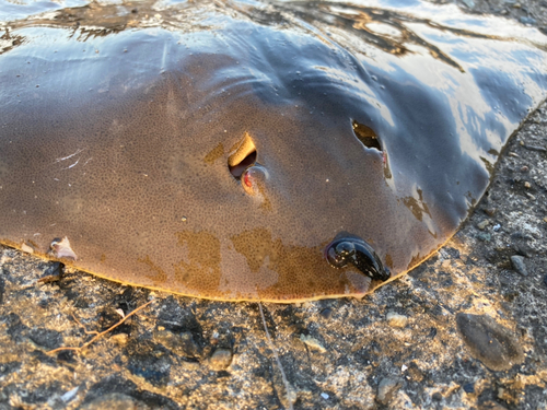 ツバクロエイの釣果