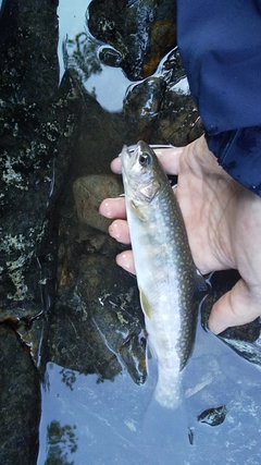 イワナの釣果