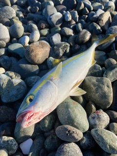 ワカシの釣果