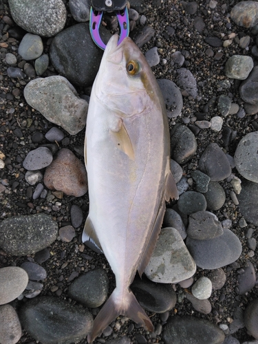 ショゴの釣果