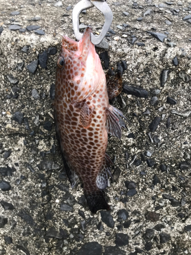 オオモンハタの釣果